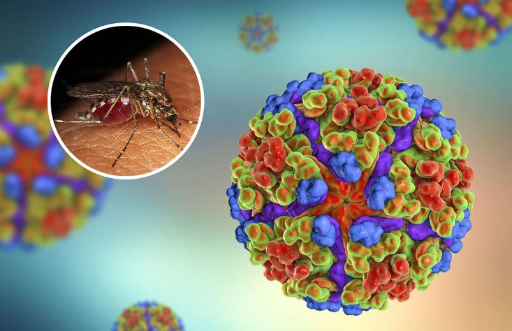 Understanding the Chikungunya Virus: Symptoms, Treatment, and Prevention